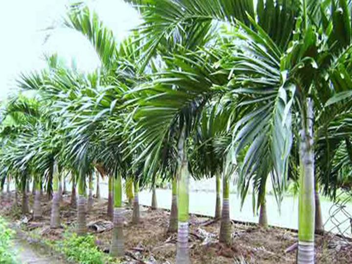 cay-cau-lùn