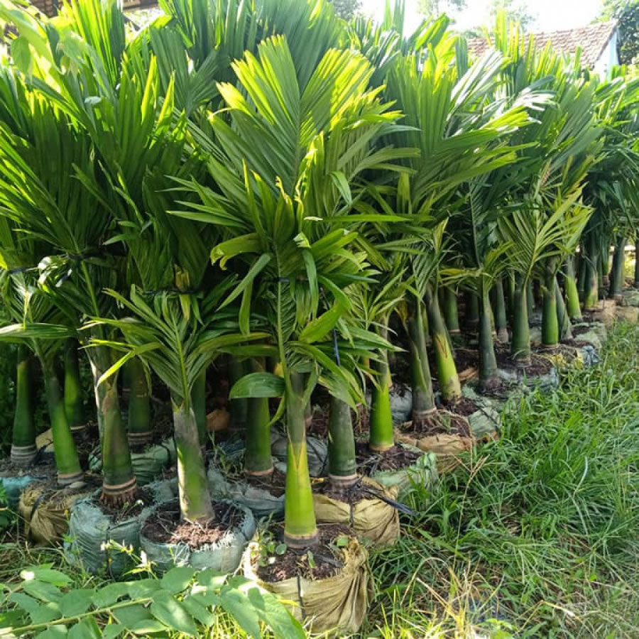 Cây cau lùn cảnh đẹp