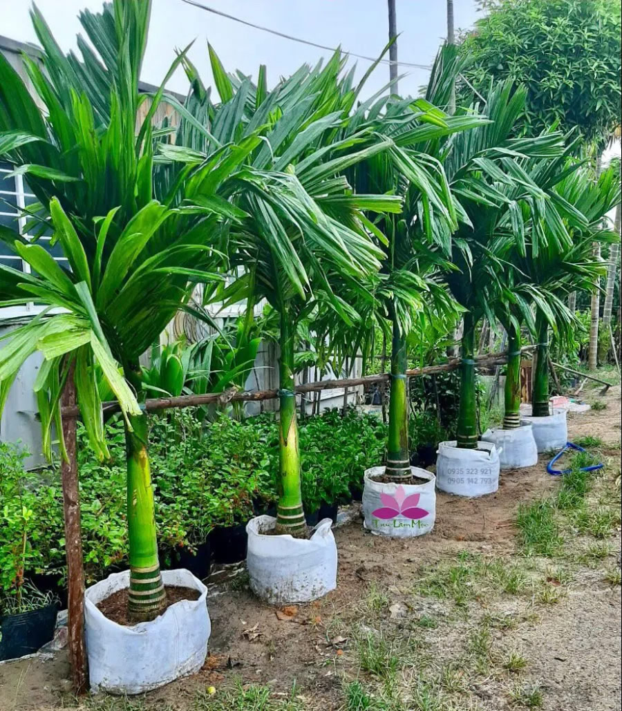 Cây cau lùn cảnh đẹp