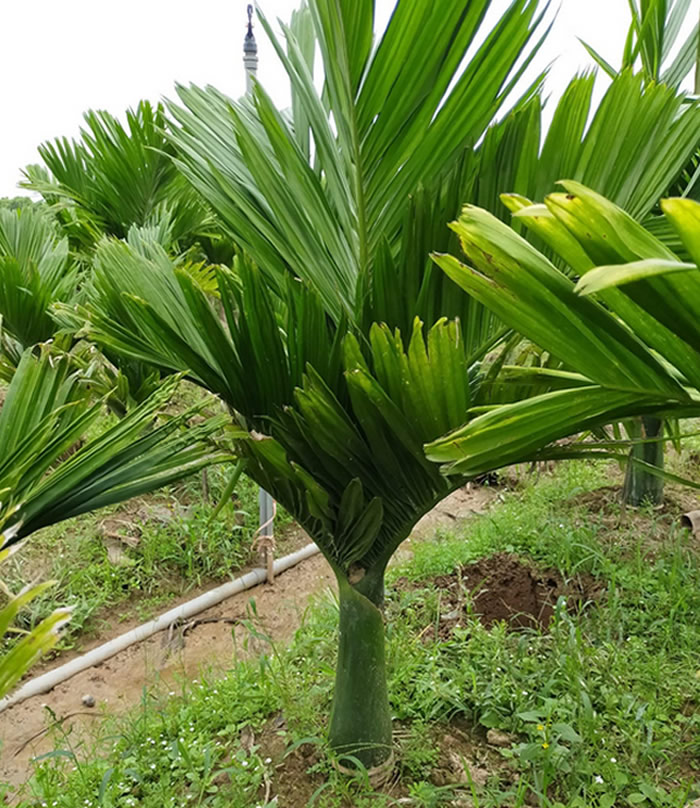 Cây cau lùn cảnh đẹp
