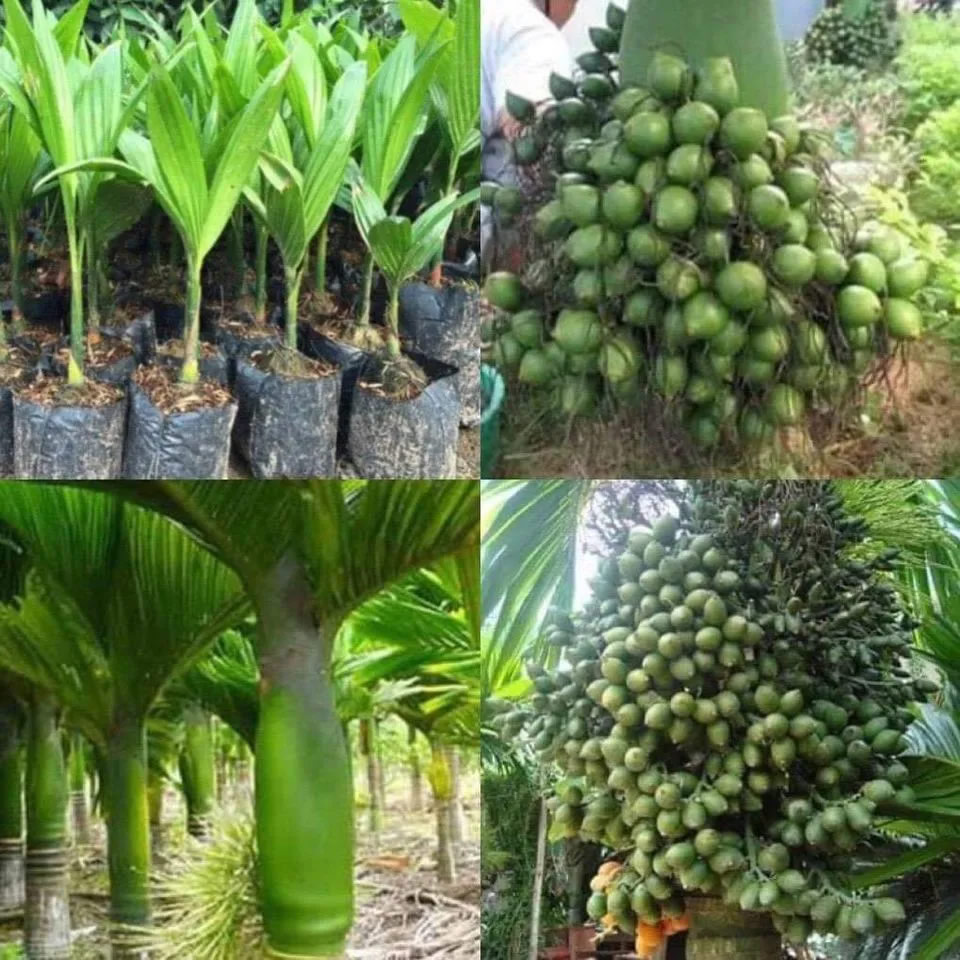 Cây cau lùn cảnh đẹp