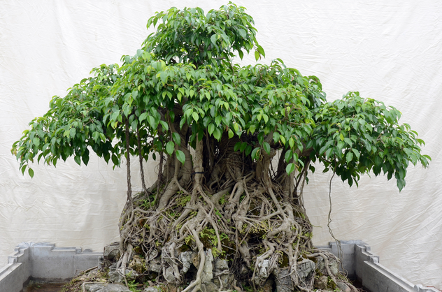 cay-sanh-bonsai