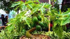 du-dủ-cảnh-bonsai