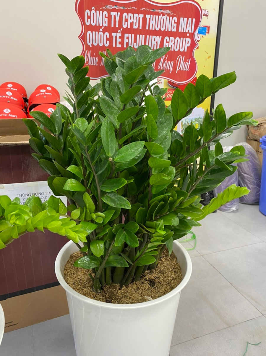 Cây kim ngân tiền phát tài quà tặng khai trương