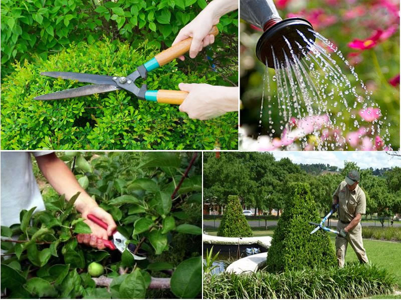 Bảng báo giá dịch vụ chăm sóc cây xanh, cây cảnh