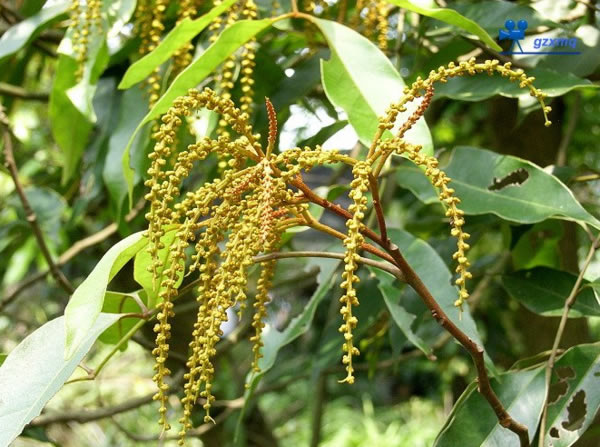 Cây Chẹo