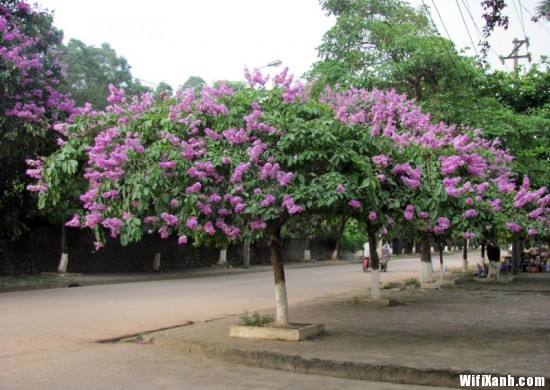 cay-móng-bò-ban-tím