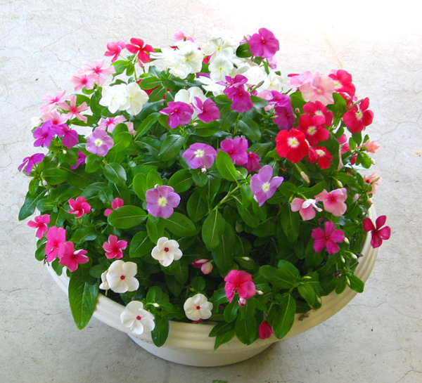 Hoa dừa cạn rủ