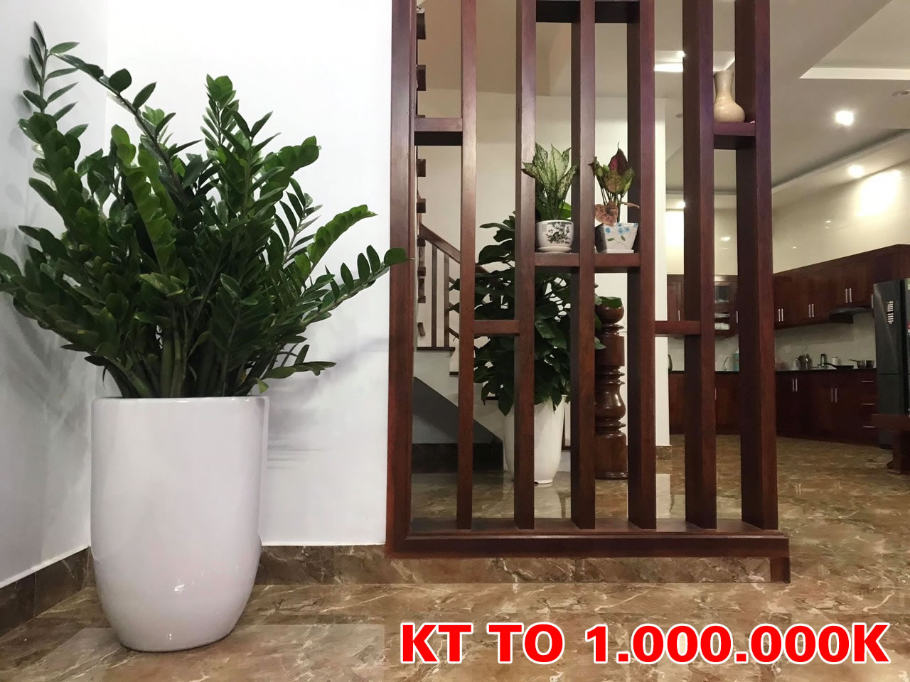 Cây kim ngân tiền phát tài quà tặng khai trương