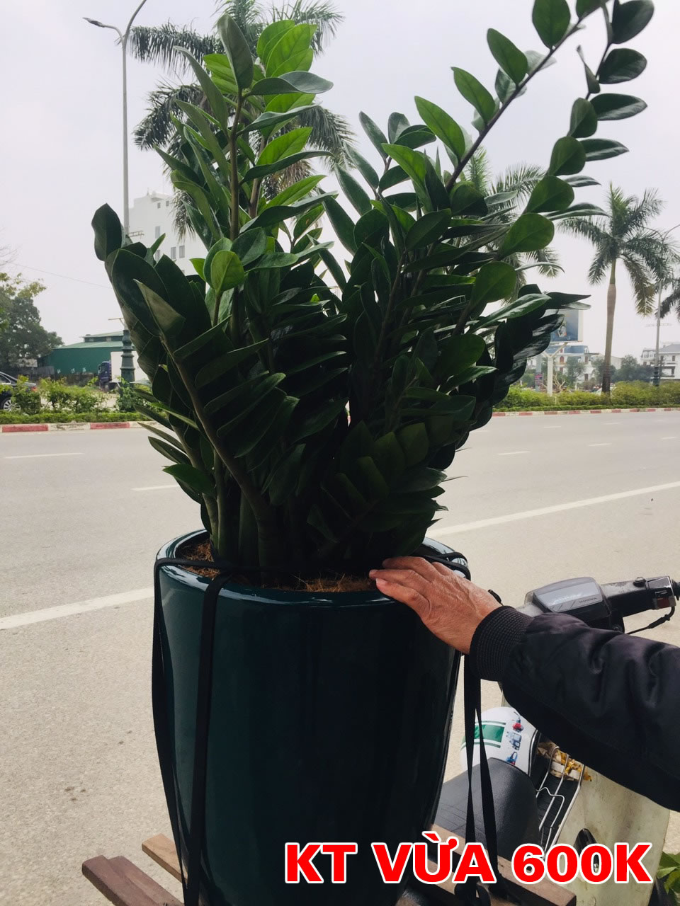 Cây kim ngân tiền phát tài quà tặng khai trương