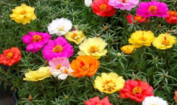 Cây Mười Giờ Mỹ trồng ban công