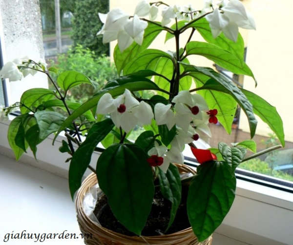 Cây Ngọc Nữ Trắng ban công