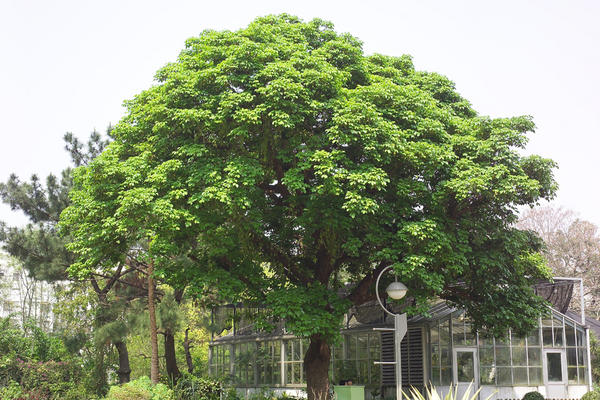 Cây Nhội