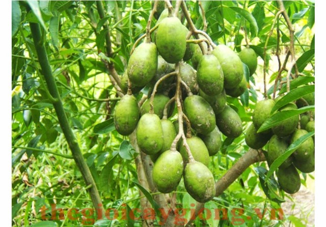 cay-coc
