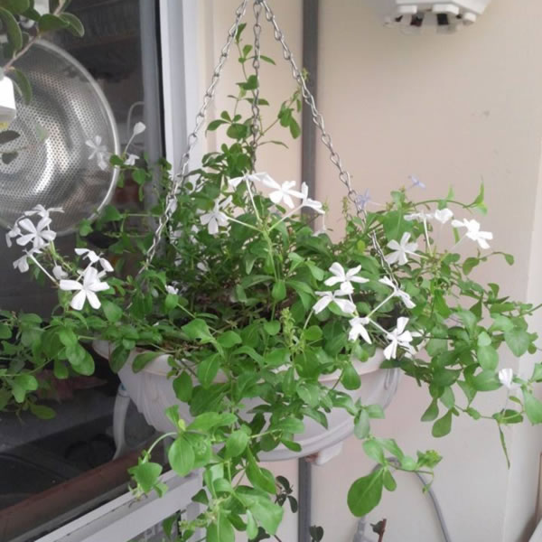 hoa-thanh-xa