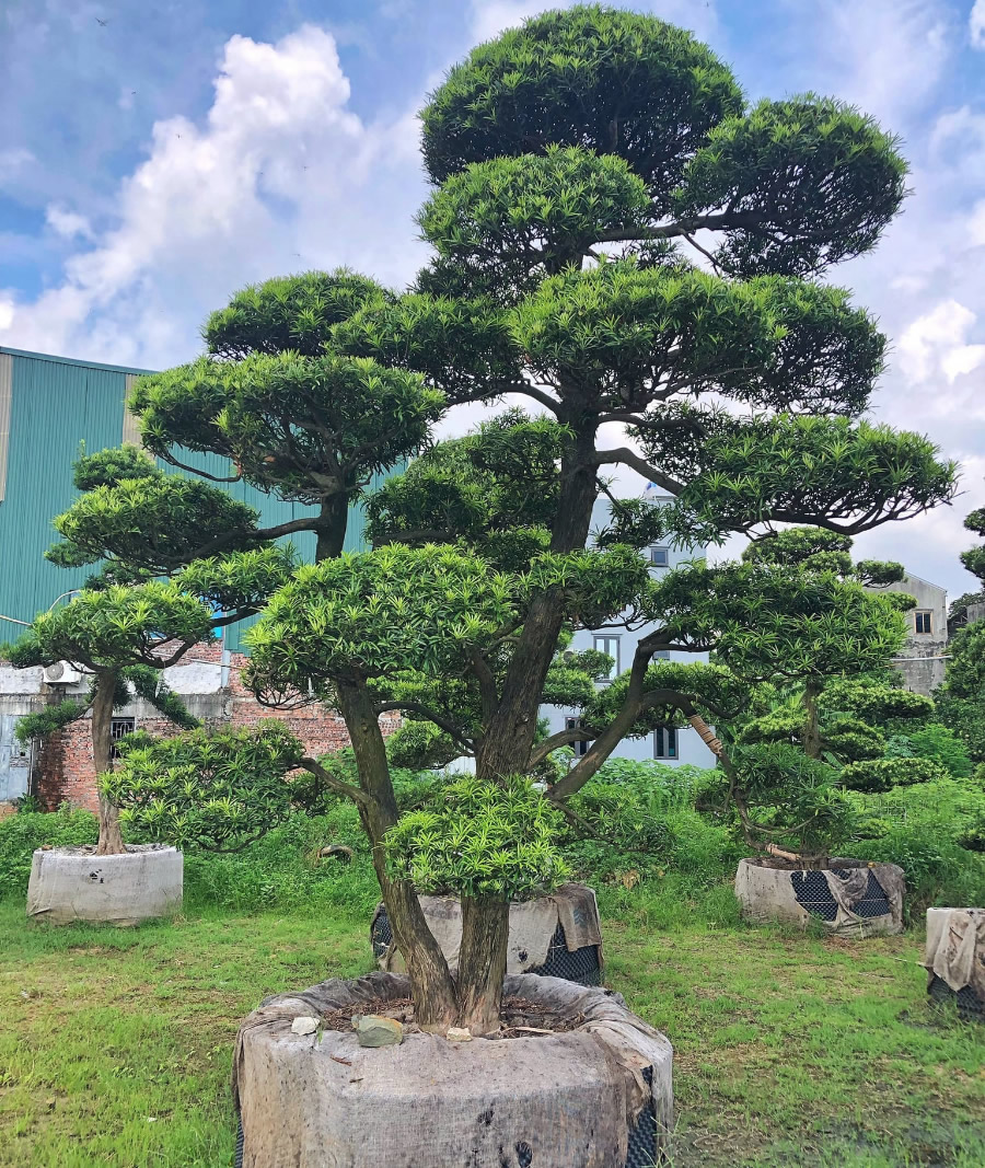 cay-tung-la-han