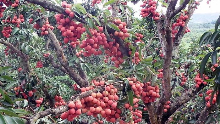 cay-vải-thièu