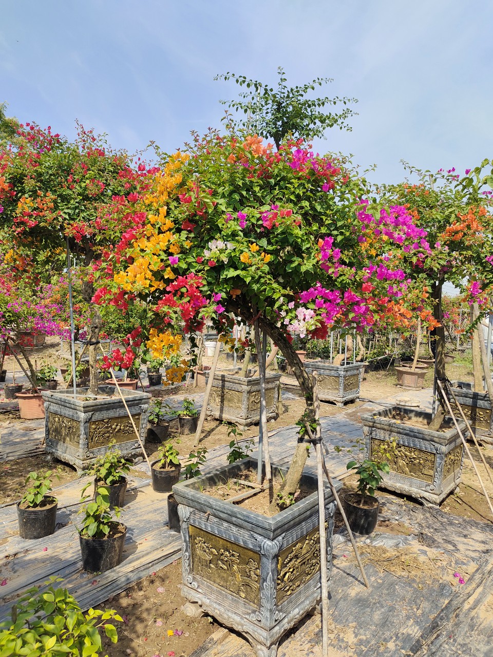 cay-hoa-giay-thai-ngu-sac