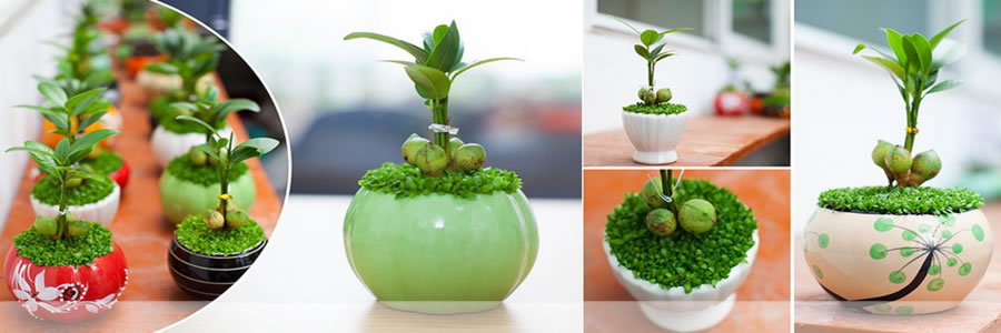 Cây cảnh Nghệ An