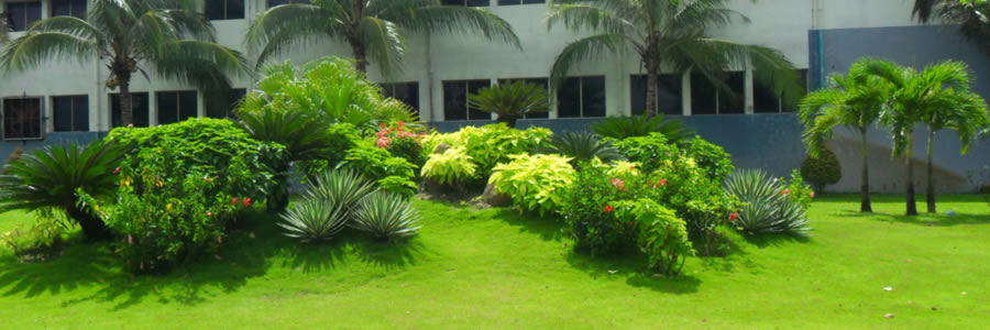 Cây cảnh TP Vinh