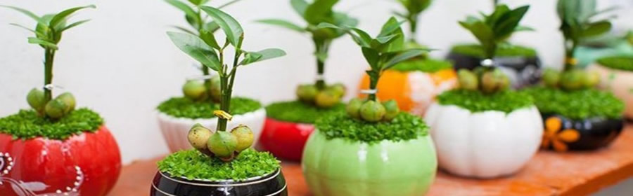 Cây giống Vinh Nghệ An
